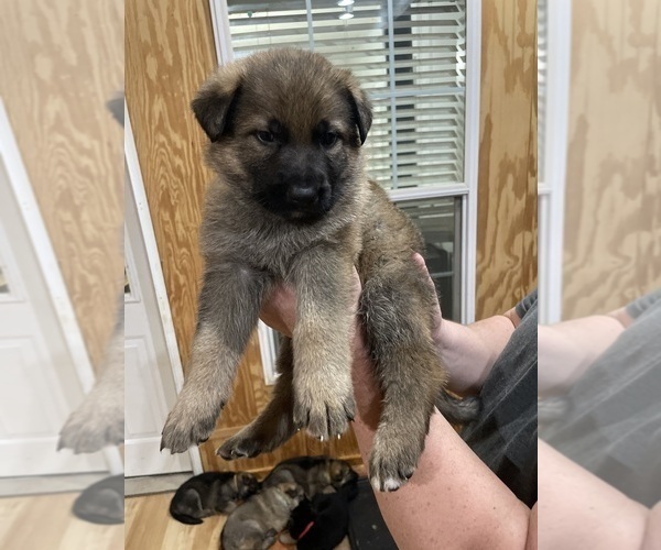 Medium Photo #14 German Shepherd Dog Puppy For Sale in MADISON HEIGHTS, VA, USA