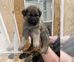 Small Photo #14 German Shepherd Dog Puppy For Sale in MADISON HEIGHTS, VA, USA