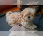 Puppy 1 Lhasa Apso