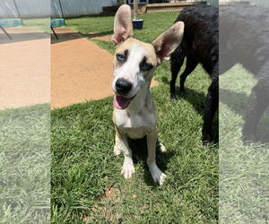 Huskies -Unknown Mix Dogs for adoption in Greenville, SC, USA