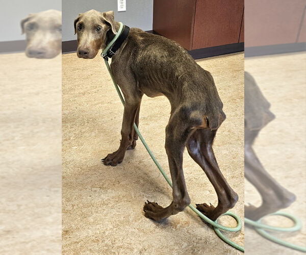 Medium Photo #8 Doberman Pinscher Puppy For Sale in Olalla, WA, USA