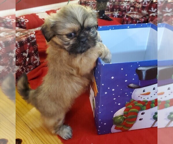 Full screen Photo #1 Shih Tzu Puppy For Sale in GRIFFIN, GA, USA