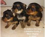 Small Photo #2 Yorkshire Terrier Puppy For Sale in SHIPSHEWANA, IN, USA