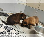 Small Photo #2 Mutt Puppy For Sale in Imlay City, MI, USA