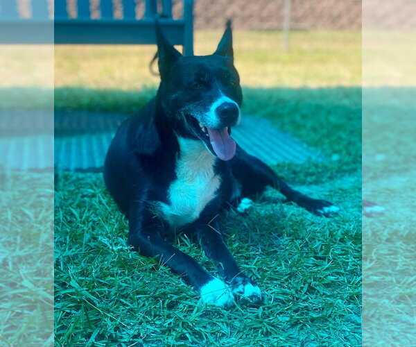 Medium Photo #4 Mutt Puppy For Sale in Bryant, AR, USA