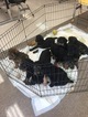 Small Photo #1 Airedoodle Puppy For Sale in SAINT GEORGE, UT, USA