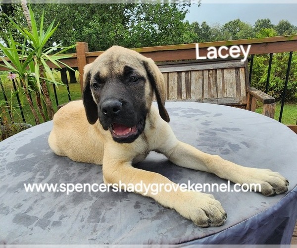 Medium Photo #9 Mastiff Puppy For Sale in CABOOL, MO, USA