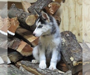 Medium Siberian Husky