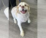 Small #3 Cocker Spaniel