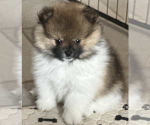 Pomeranian Puppy for Sale in WILLIS, Texas USA