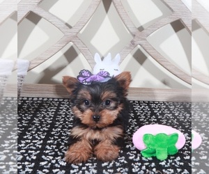 Yorkshire Terrier Puppy for sale in MOUNT VERNON, OH, USA