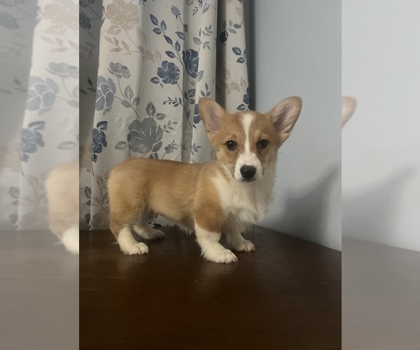 Medium Photo #69 Pembroke Welsh Corgi Puppy For Sale in DURHAM, CT, USA