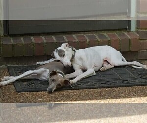 Father of the Italian Greyhound puppies born on 04/17/2025