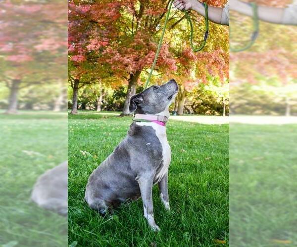 Medium Photo #2 American Pit Bull Terrier-American Staffordshire Terrier Mix Puppy For Sale in Bellingham, WA, USA