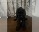 Small #28 Cockapoo