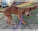 Small Photo #2 Redbone Coonhound Puppy For Sale in Roaring River, NC, USA