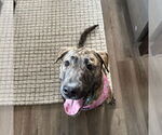 Small #4 American Pit Bull Terrier Mix