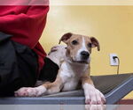 Small #1 American Pit Bull Terrier Mix