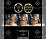 Puppy Golden Nugget Maltipoo