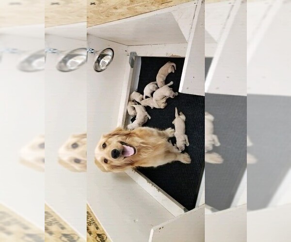 Medium Photo #1 Golden Retriever Puppy For Sale in STELLA, NC, USA