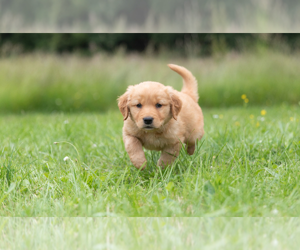 Medium Photo #1 Golden Retriever Puppy For Sale in POWERS, OR, USA