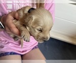 Small Photo #28 Golden Retriever Puppy For Sale in CHARLES TOWN, WV, USA