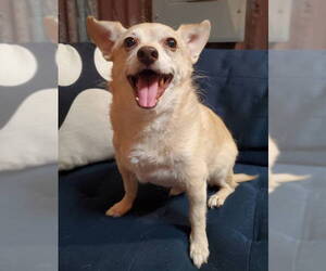 Chihuahua-Unknown Mix Dogs for adoption in Temecula, CA, USA