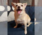 Small Chihuahua Mix