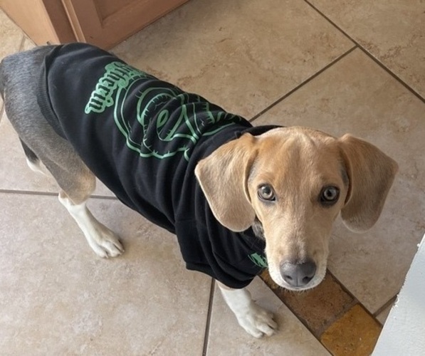 Medium Photo #1 Beagle Harrier Puppy For Sale in KISSIMMEE, FL, USA