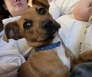 Chiweenie Puppy for sale in DICKSON, TN, USA