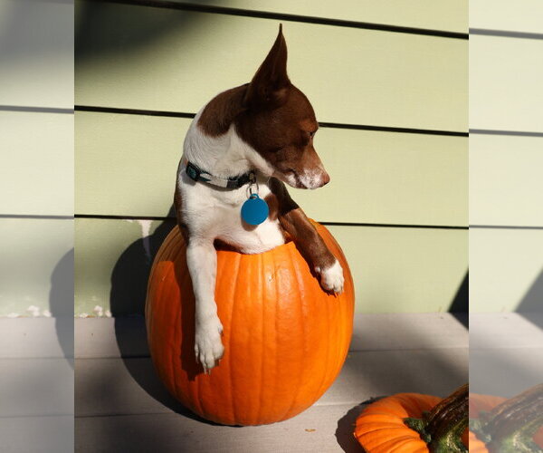 Medium Photo #3 Chihuahua-Unknown Mix Puppy For Sale in Bellevue, WA, USA