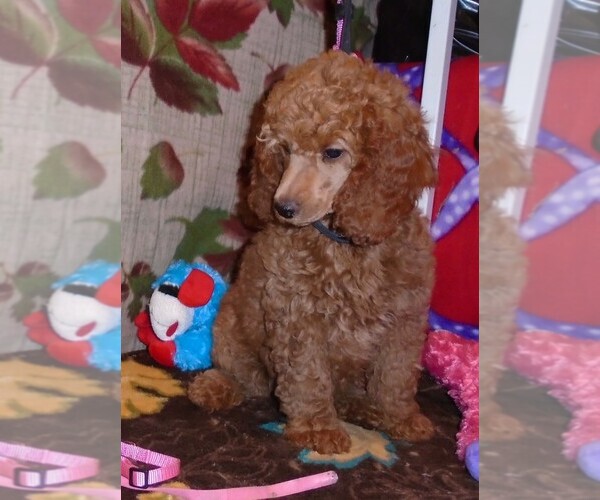 Medium Photo #6 Poodle (Standard) Puppy For Sale in CLATSKANIE, OR, USA