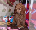 Small Photo #6 Poodle (Standard) Puppy For Sale in CLATSKANIE, OR, USA