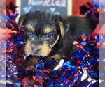 Puppy 5 Yorkshire Terrier
