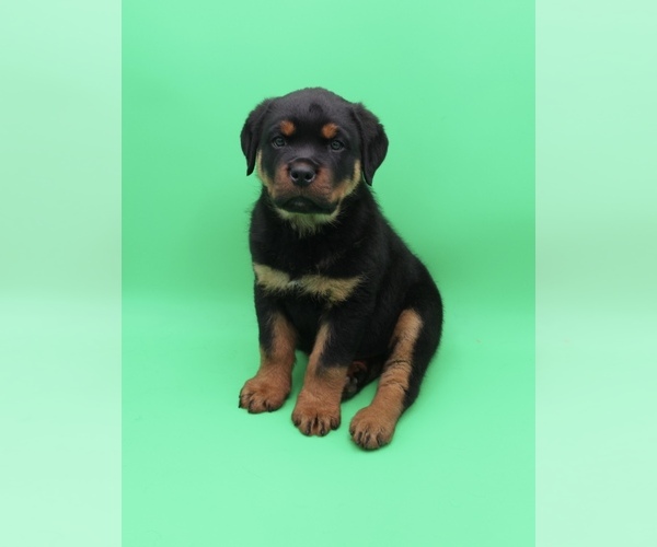 Medium Photo #1 Rottweiler Puppy For Sale in MILLERSBURG, OH, USA