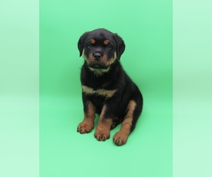 Rottweiler Puppy for Sale in MILLERSBURG, Ohio USA