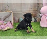 Goldie 2025 F2 - Female Catahoula Leopard Dog Puppy for Sale - Photo #8
