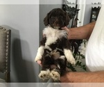 Small Photo #2 Portuguese Water Dog Puppy For Sale in ORLANDO, FL, USA