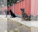 Small #19 German Shepherd Dog