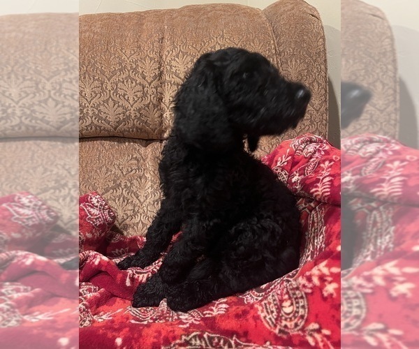 Medium Photo #3 Goldendoodle Puppy For Sale in EDMOND, OK, USA