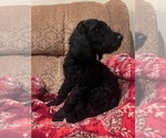 Small #2 Goldendoodle