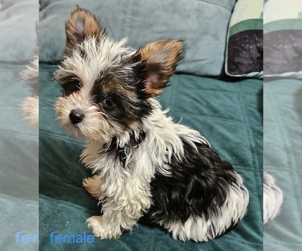 Medium Photo #1 Yorkshire Terrier Puppy For Sale in CONKLIN, NY, USA