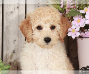 Goldendoodle (Miniature) Puppy for sale in MOUNT VERNON, OH, USA