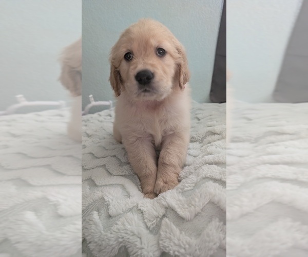Medium Photo #13 Golden Retriever Puppy For Sale in MODESTO, CA, USA