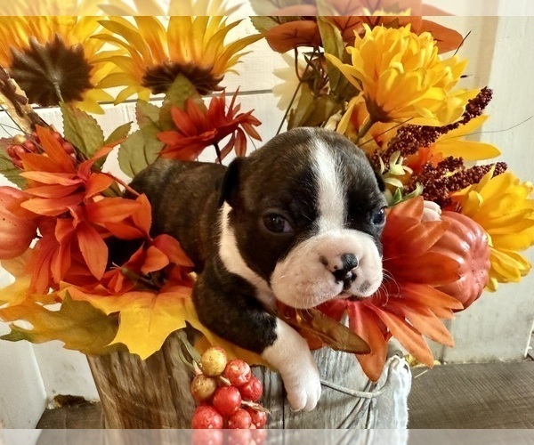 Medium Photo #2 Boston Terrier Puppy For Sale in ANSON, TX, USA