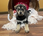 Small Photo #2 Goberian Puppy For Sale in WARSAW, IN, USA