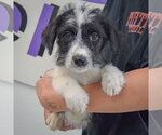 Small #3 Mutt