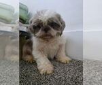 Small #3 Shih Tzu Mix