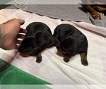 Small #8 Doberman Pinscher