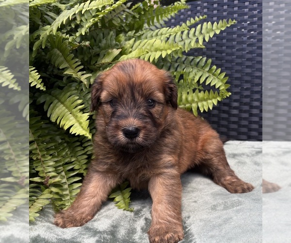 Medium Photo #1 Whoodle Puppy For Sale in DOSS, MO, USA